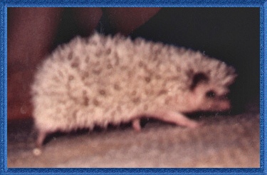 Simon the hedgehog